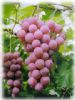 Grape Seed Extract / Grape Skin Extract